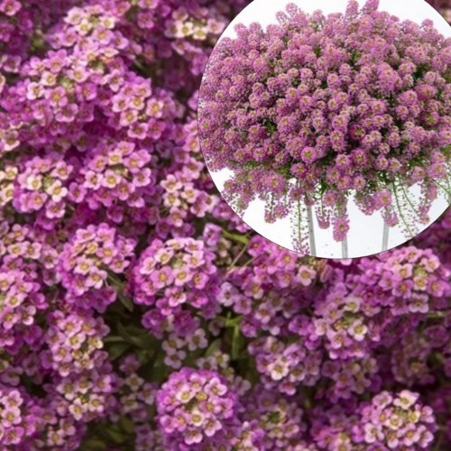 Lobularia maritina 'Lucia Rose' - Rand-kivikilbik 'Lucia Rose' P9/0,55L